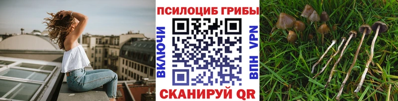 Псилоцибиновые грибы мицелий  Дятьково 